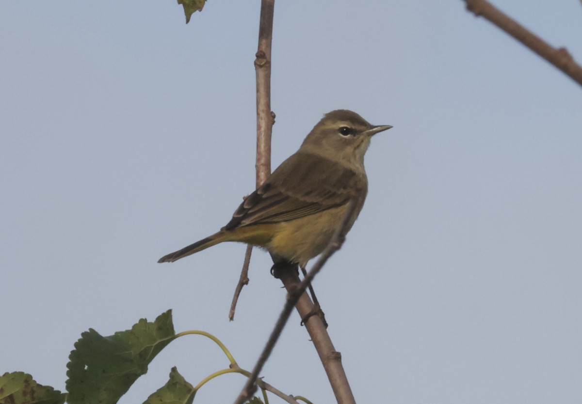 Palm Warbler - Lisa Carol Wolf