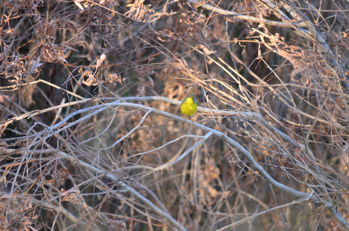 סבכון קנדי - ML624349792