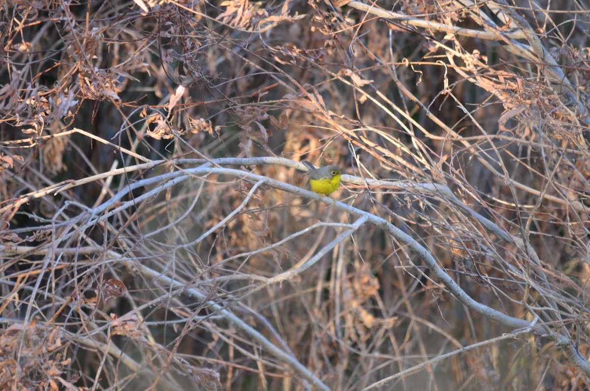 סבכון קנדי - ML624349794