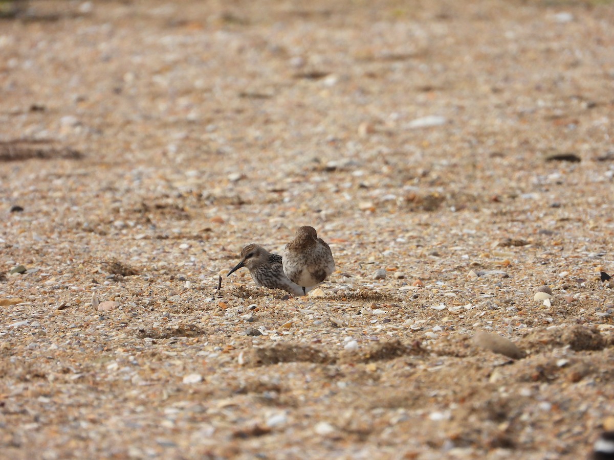 Dunlin - Franqui Illanes