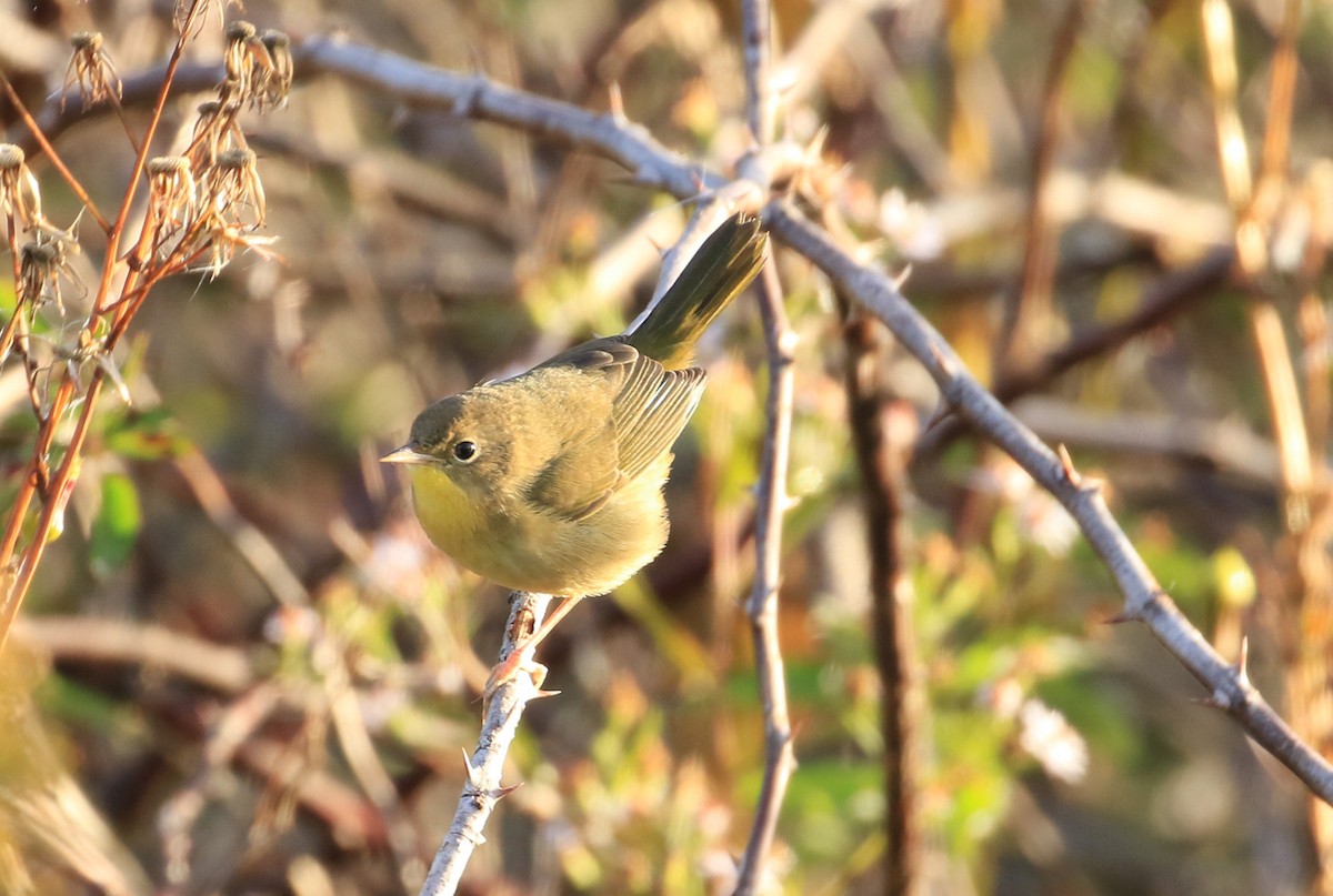 Common Yellowthroat - Robert Dixon