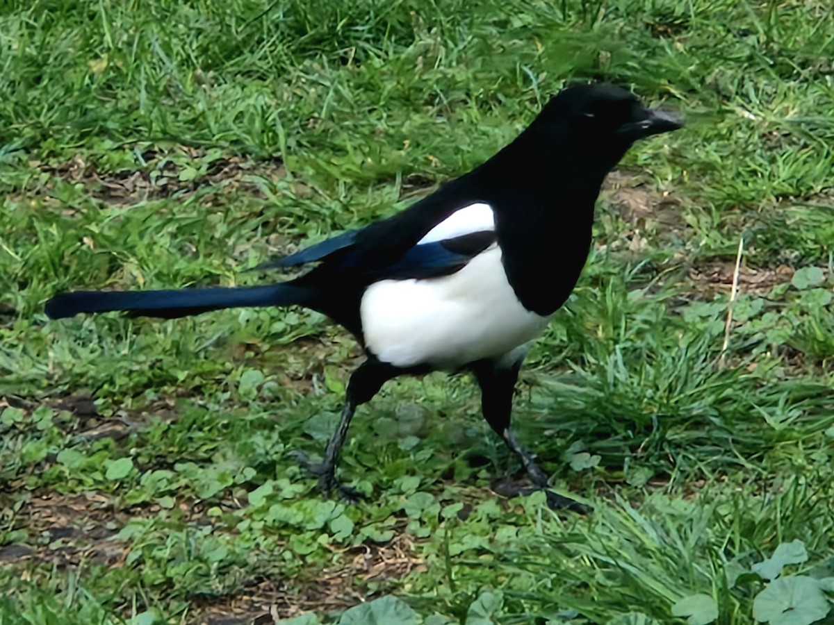 Eurasian Magpie (Eurasian) - ML624349892