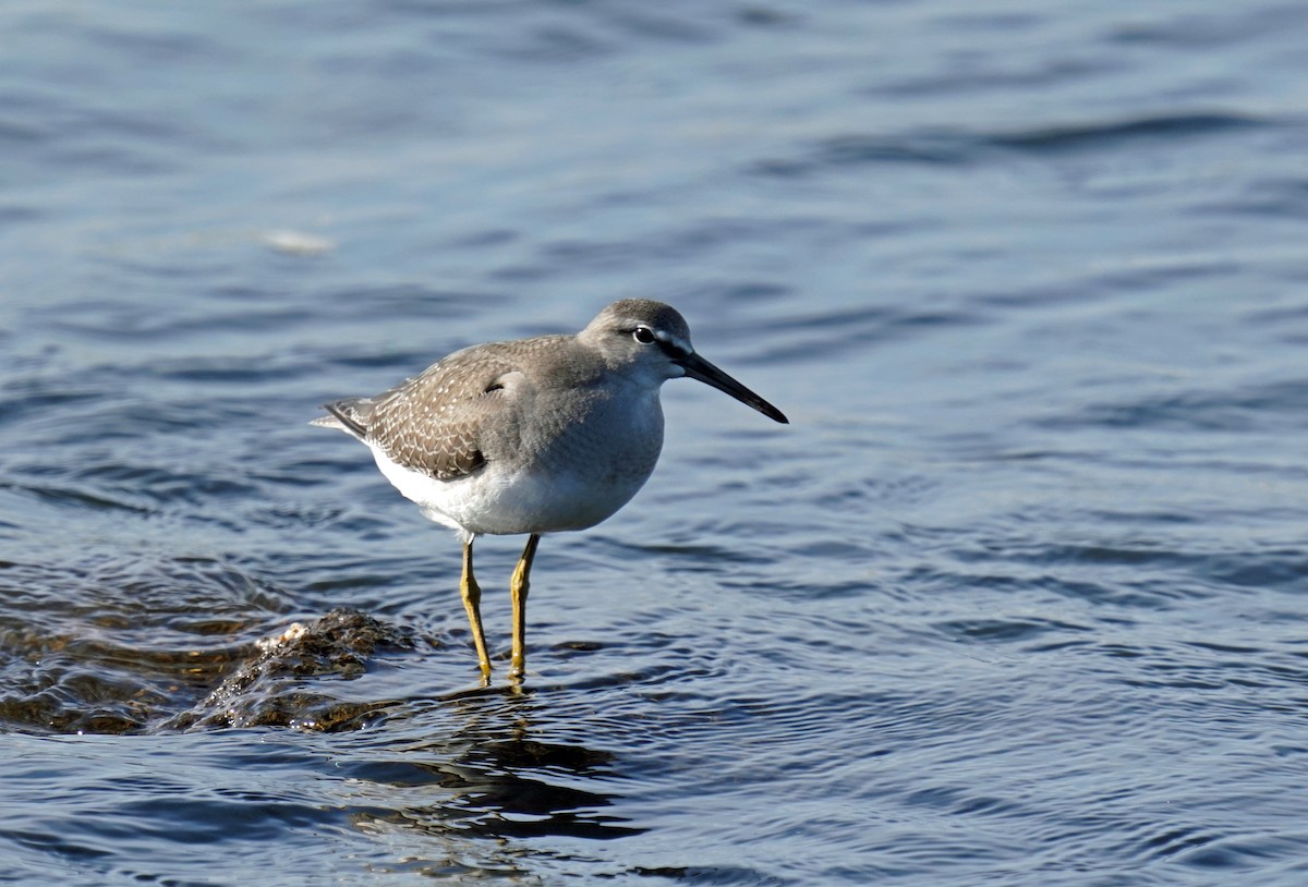 Gray-tailed Tattler - ML624349963