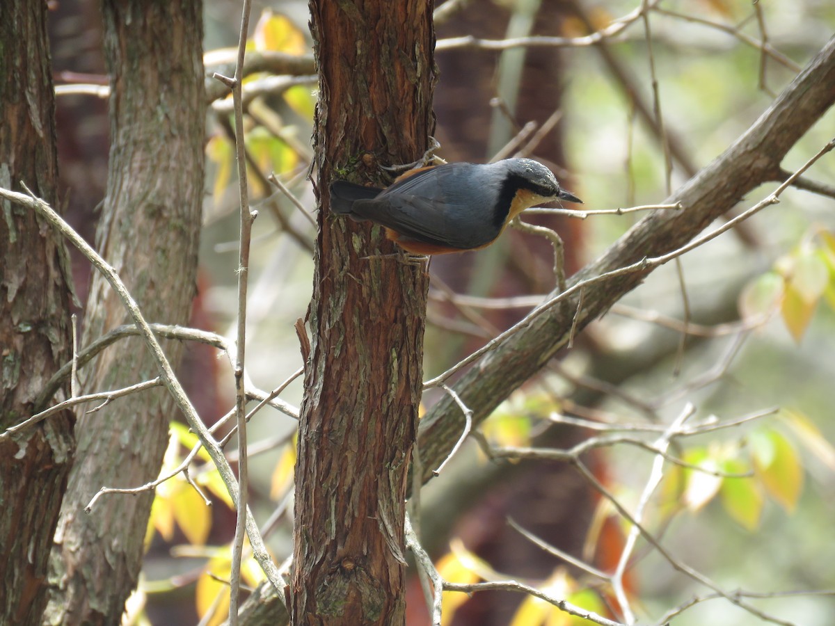 White-tailed Nuthatch - ML624349966