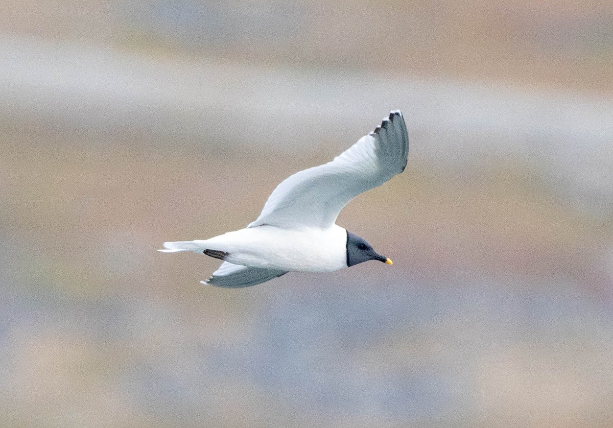 Sabine's Gull - ML624349967