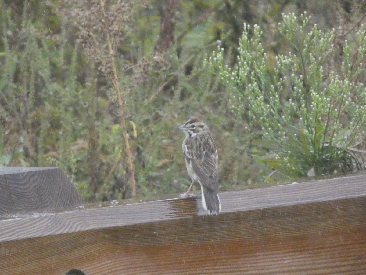 Lark Sparrow - ML624349968