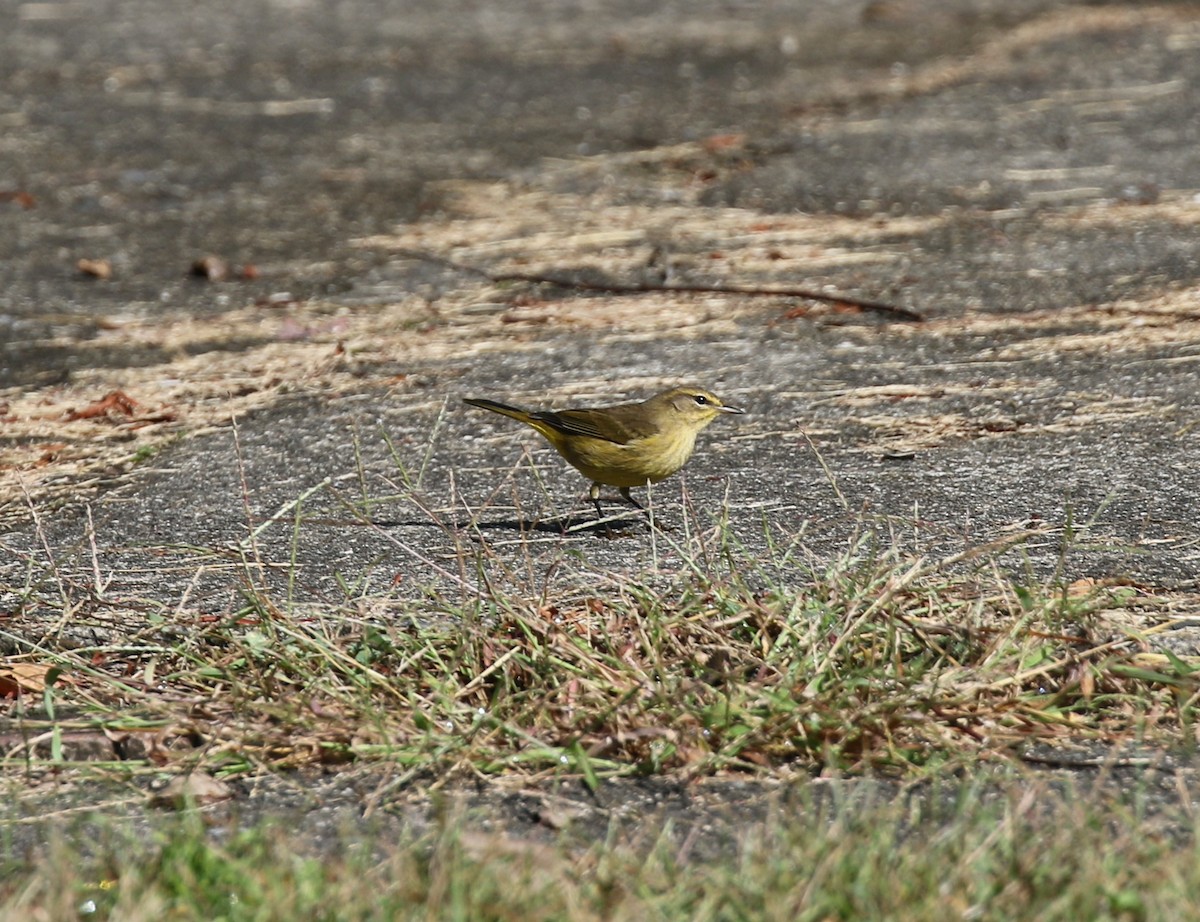 Palm Warbler - ML624349970