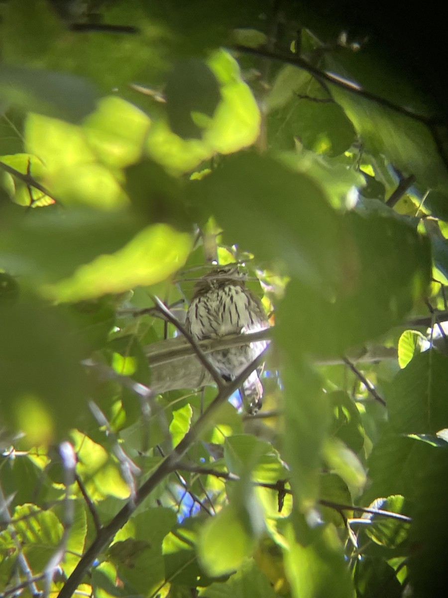 Northern Pygmy-Owl - ML624349971