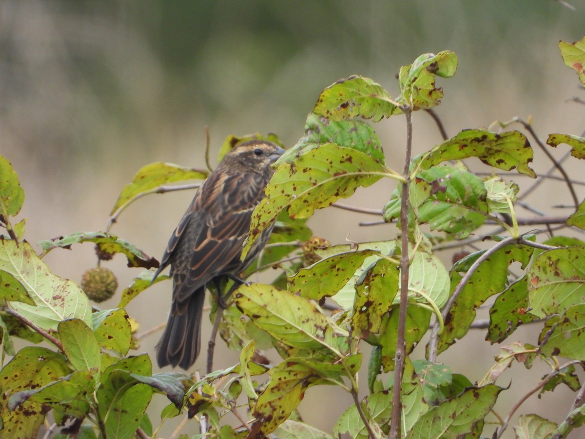 Red-winged Blackbird - ML624349972