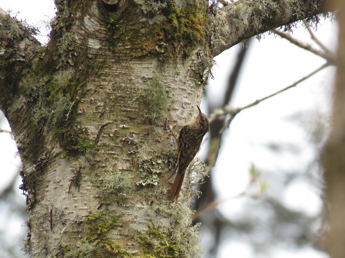 Sikkim Treecreeper - ML624349973