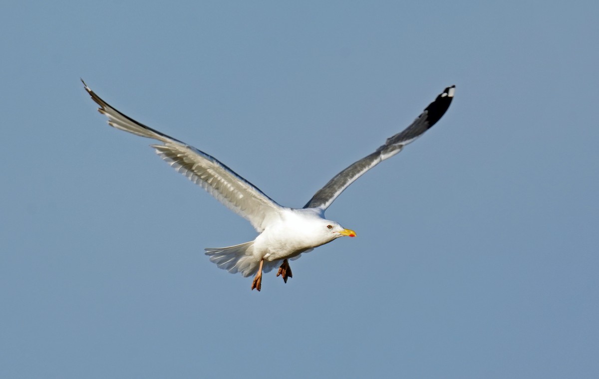 Herring Gull - ML624349975