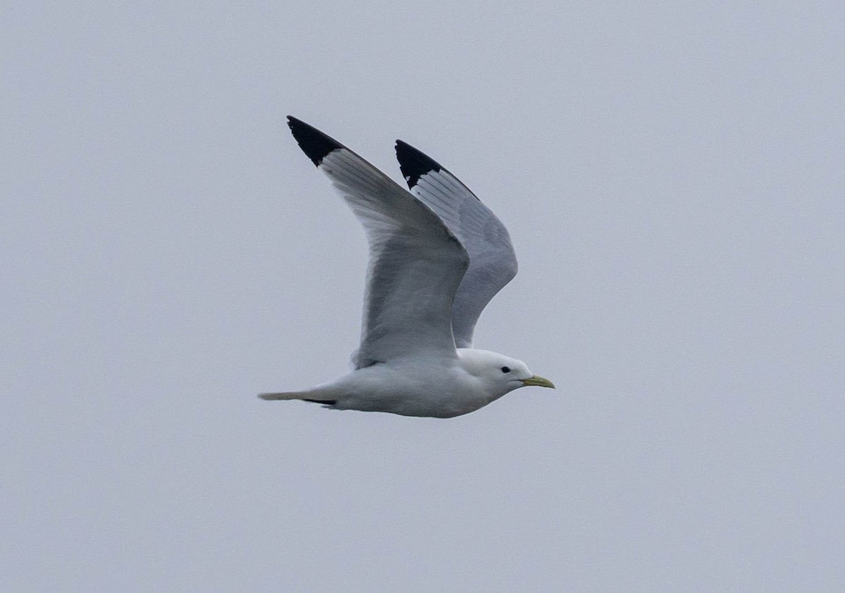 Black-legged Kittiwake - ML624349976