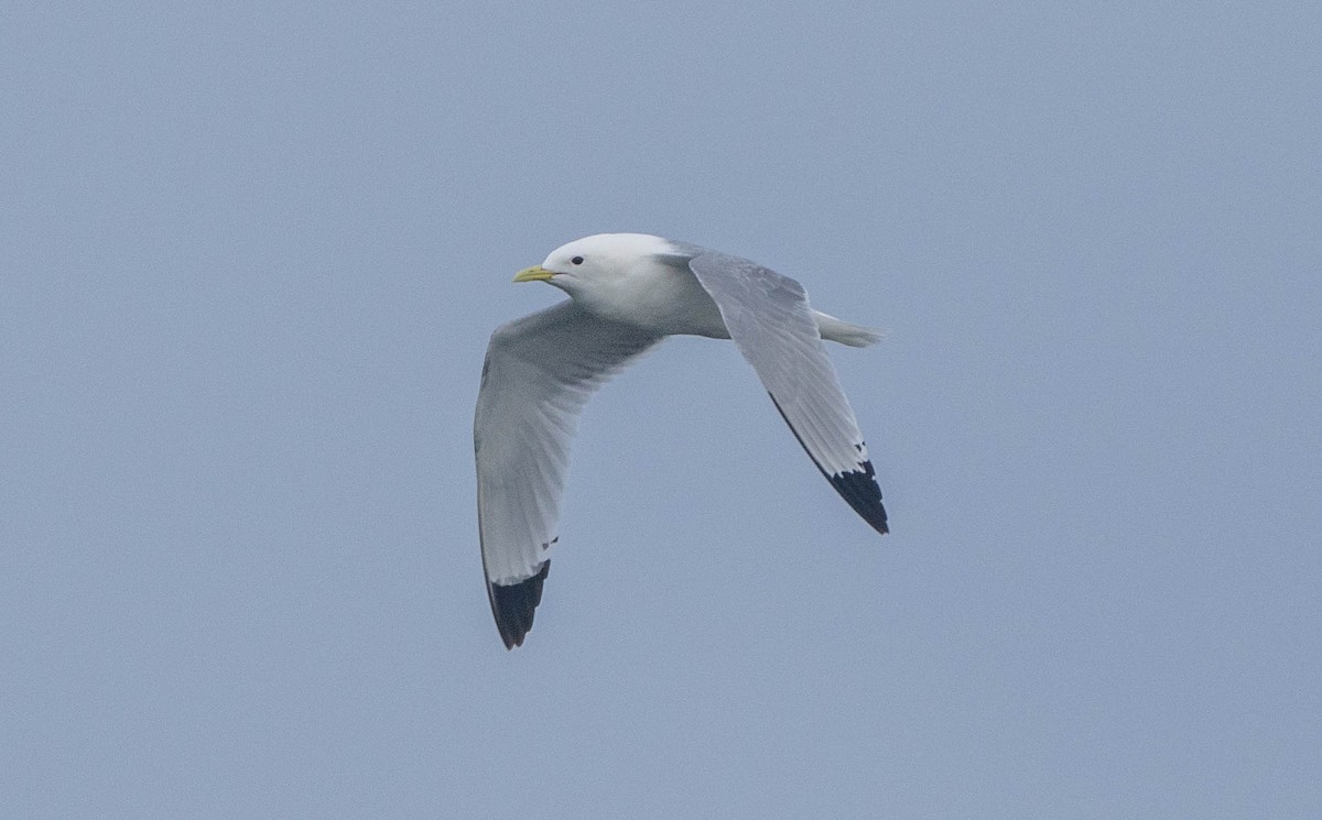 Black-legged Kittiwake - Richard Thunen