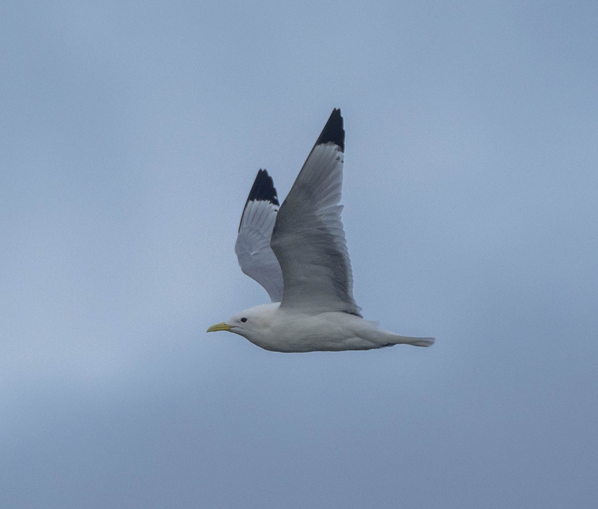 Black-legged Kittiwake - ML624349978