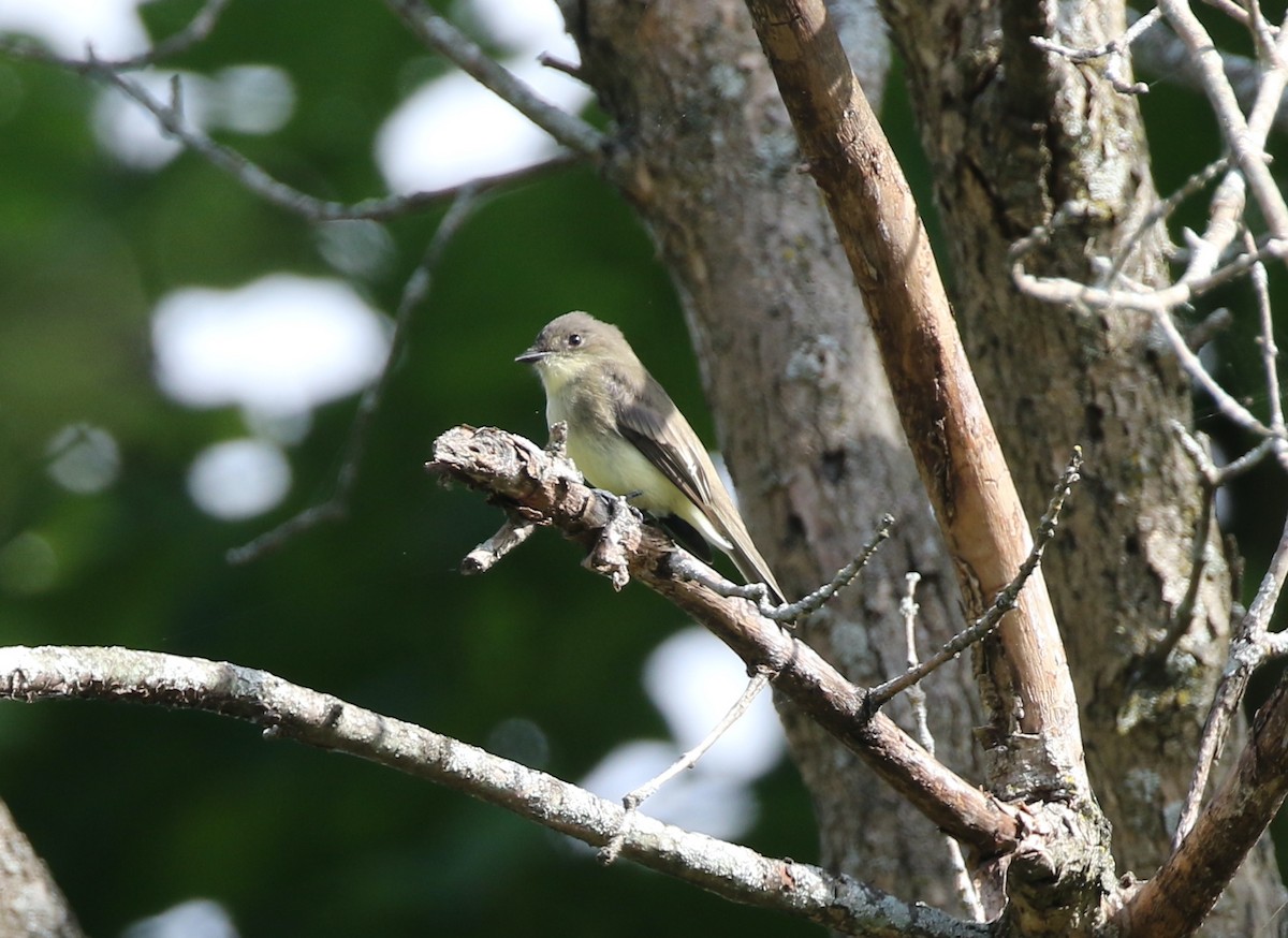 Eastern Phoebe - ML624349981