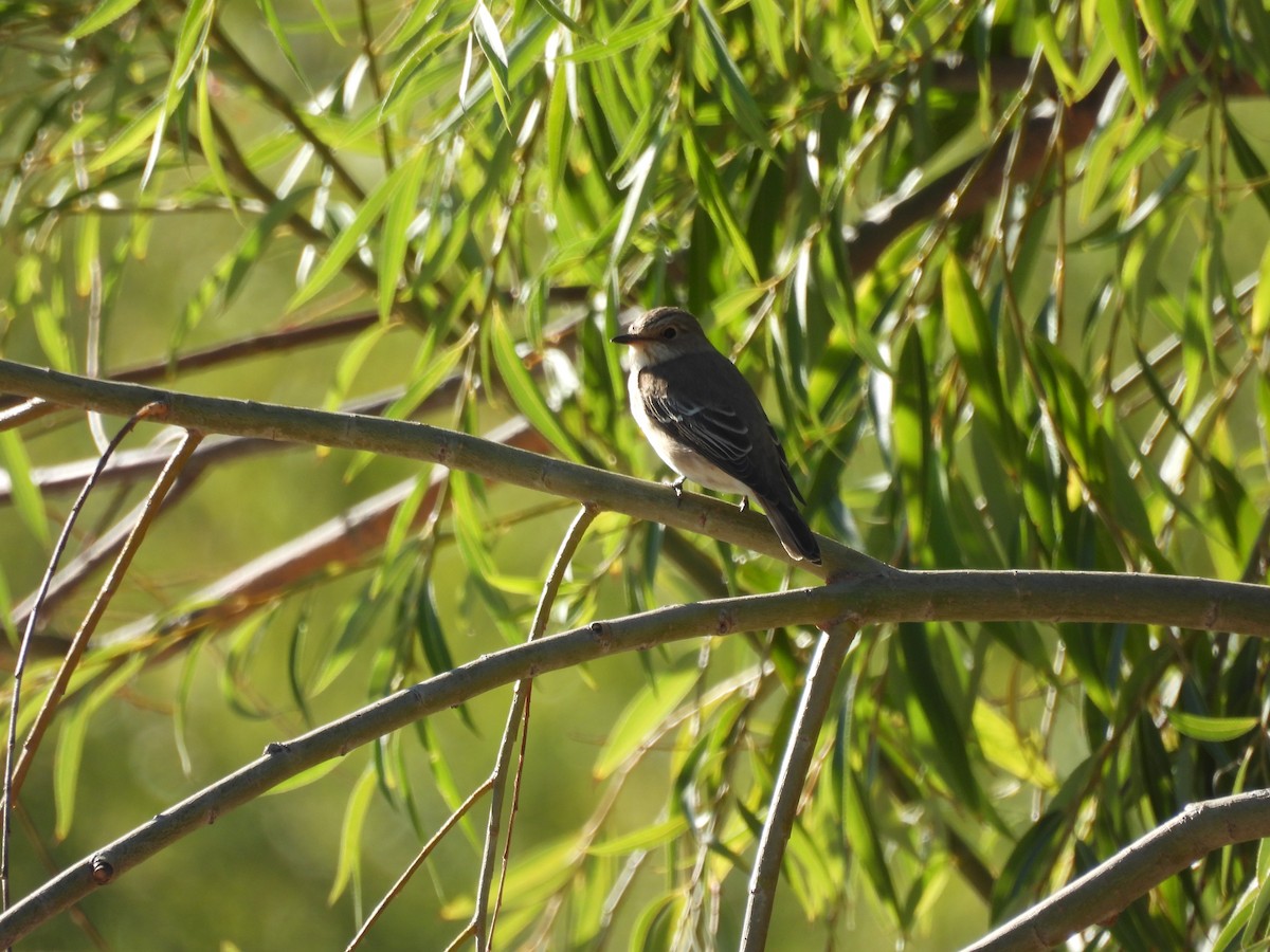 Spotted Flycatcher - ML624349984