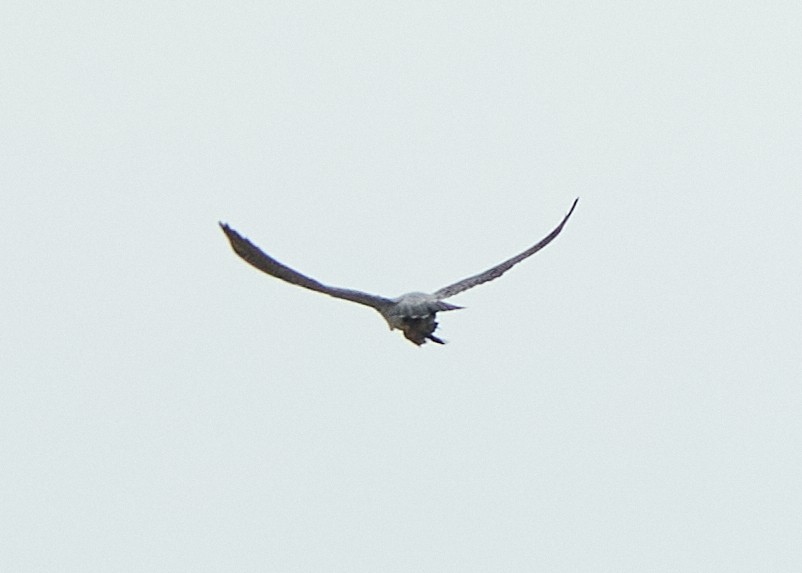 Peregrine Falcon - ML624349986