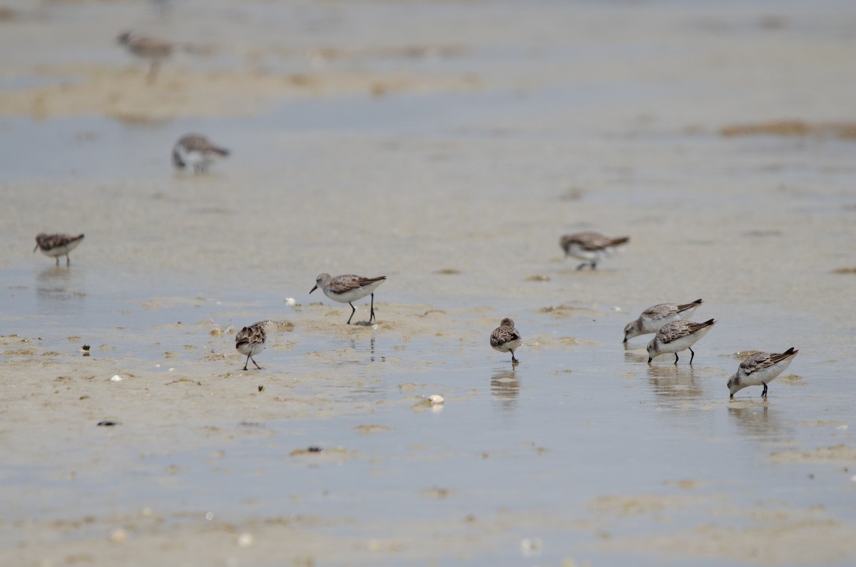 White-rumped Sandpiper - ML624349989