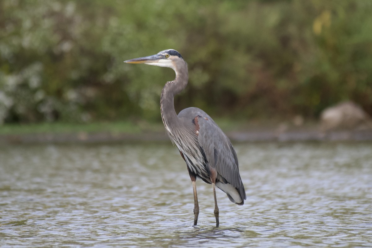 Great Blue Heron - ML624349991