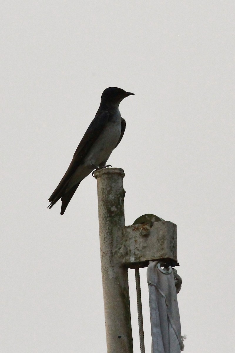 Gray-breasted Martin - ML624349992