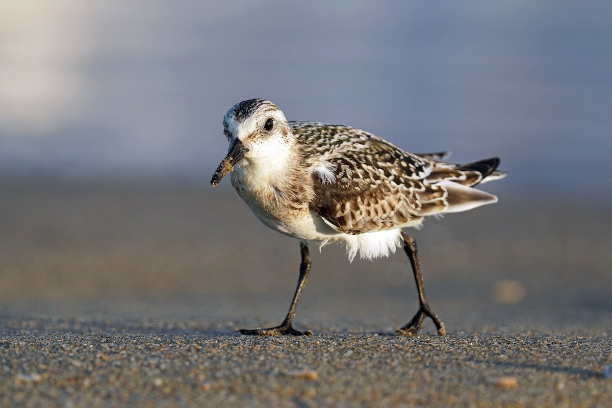 Sanderling - ML624349993