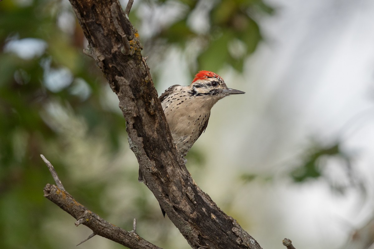 Ladder-backed Woodpecker - ML624349994