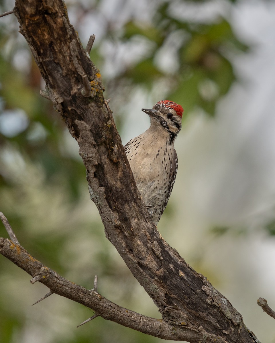 Ladder-backed Woodpecker - ML624349995