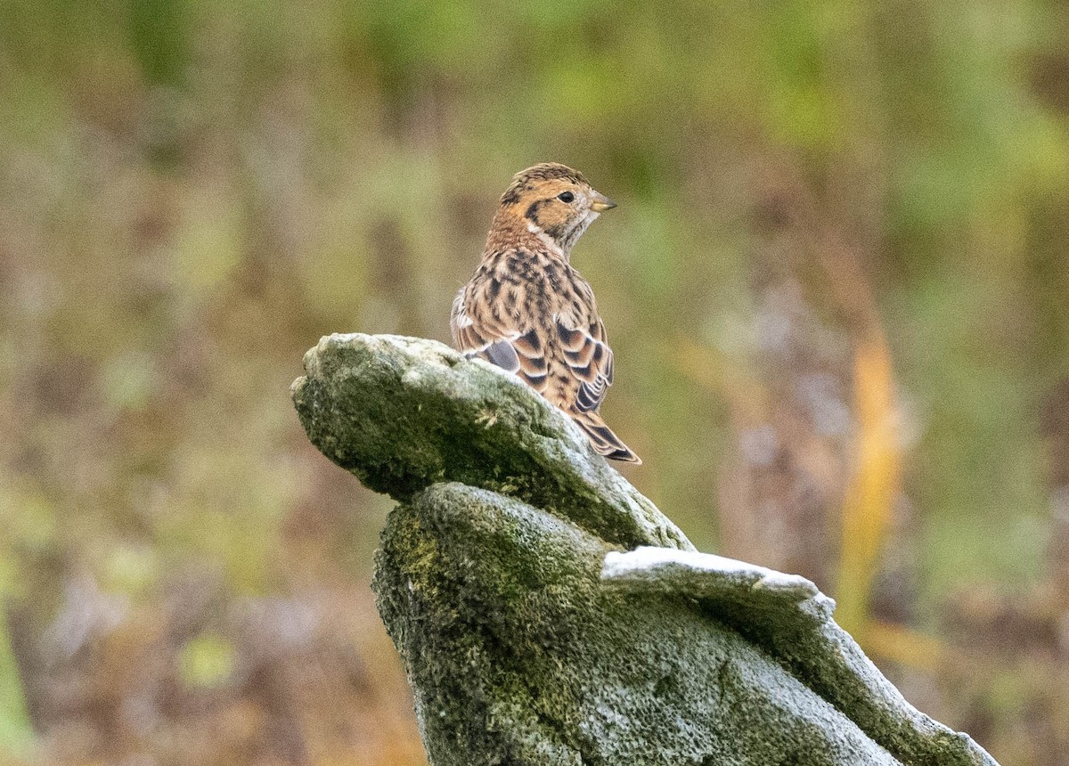 Lapland Longspur - ML624349996