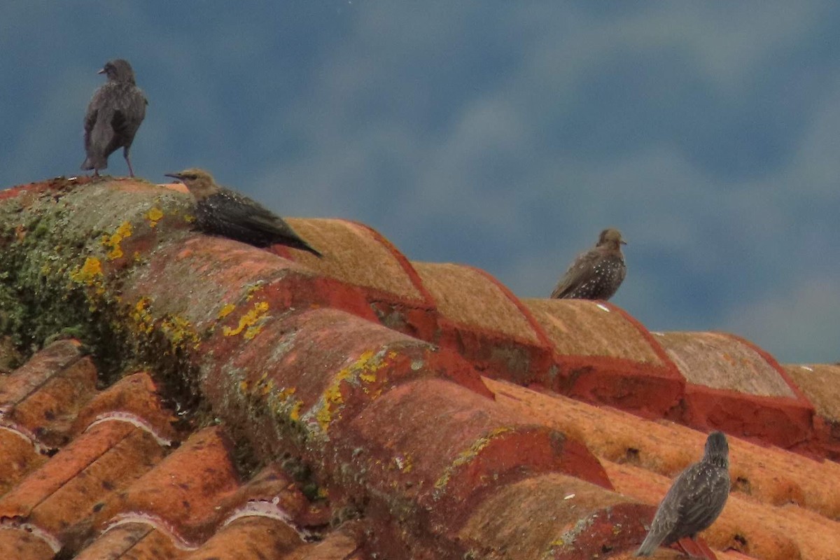 Spotless Starling - ML624349997