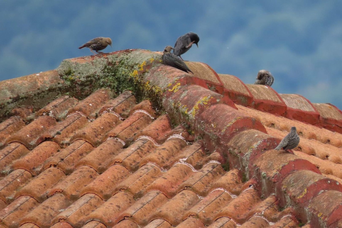 Spotless Starling - ML624349998