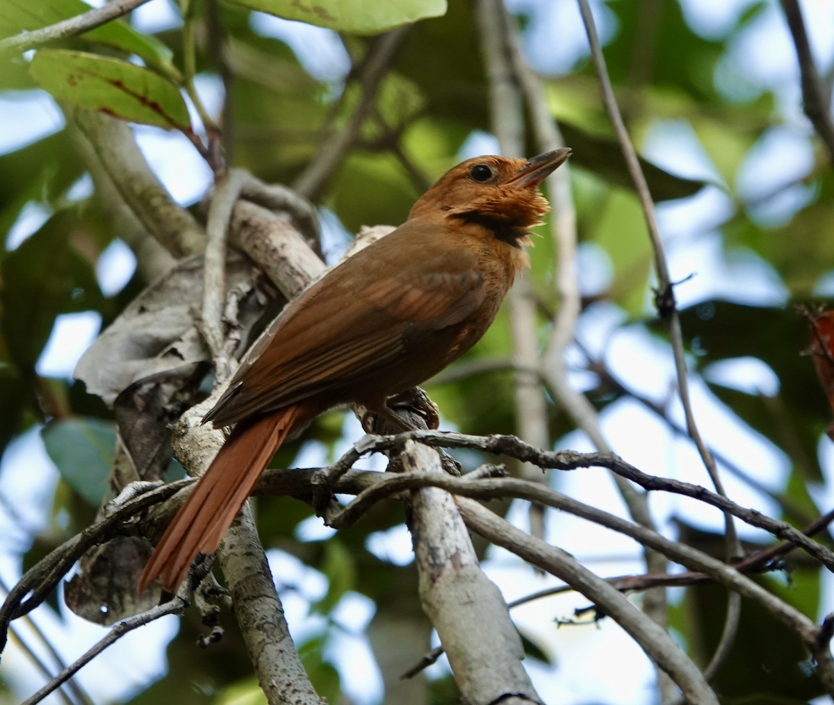 Russet-mantled Foliage-gleaner - ML624350084