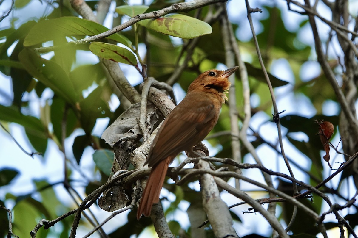 Russet-mantled Foliage-gleaner - ML624350085