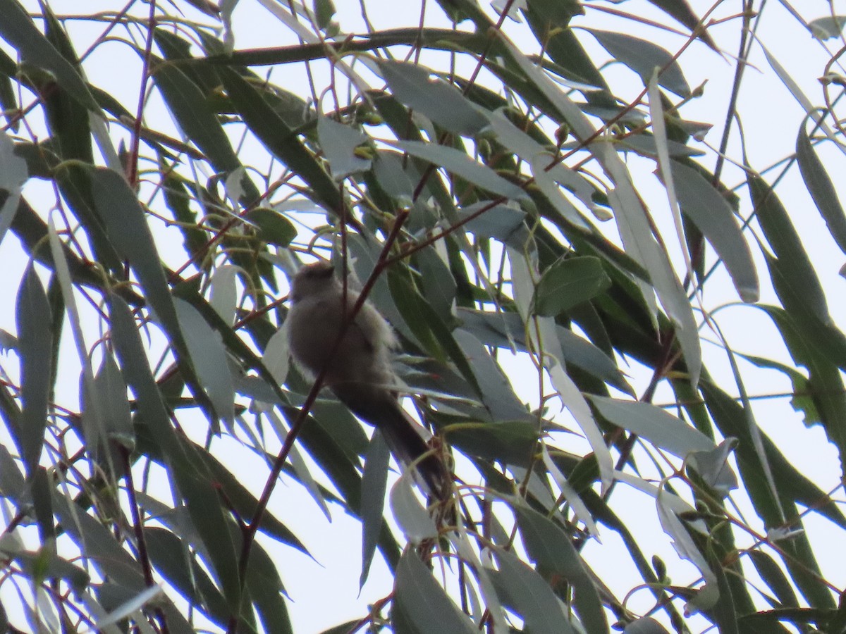 Bushtit - ML624350094