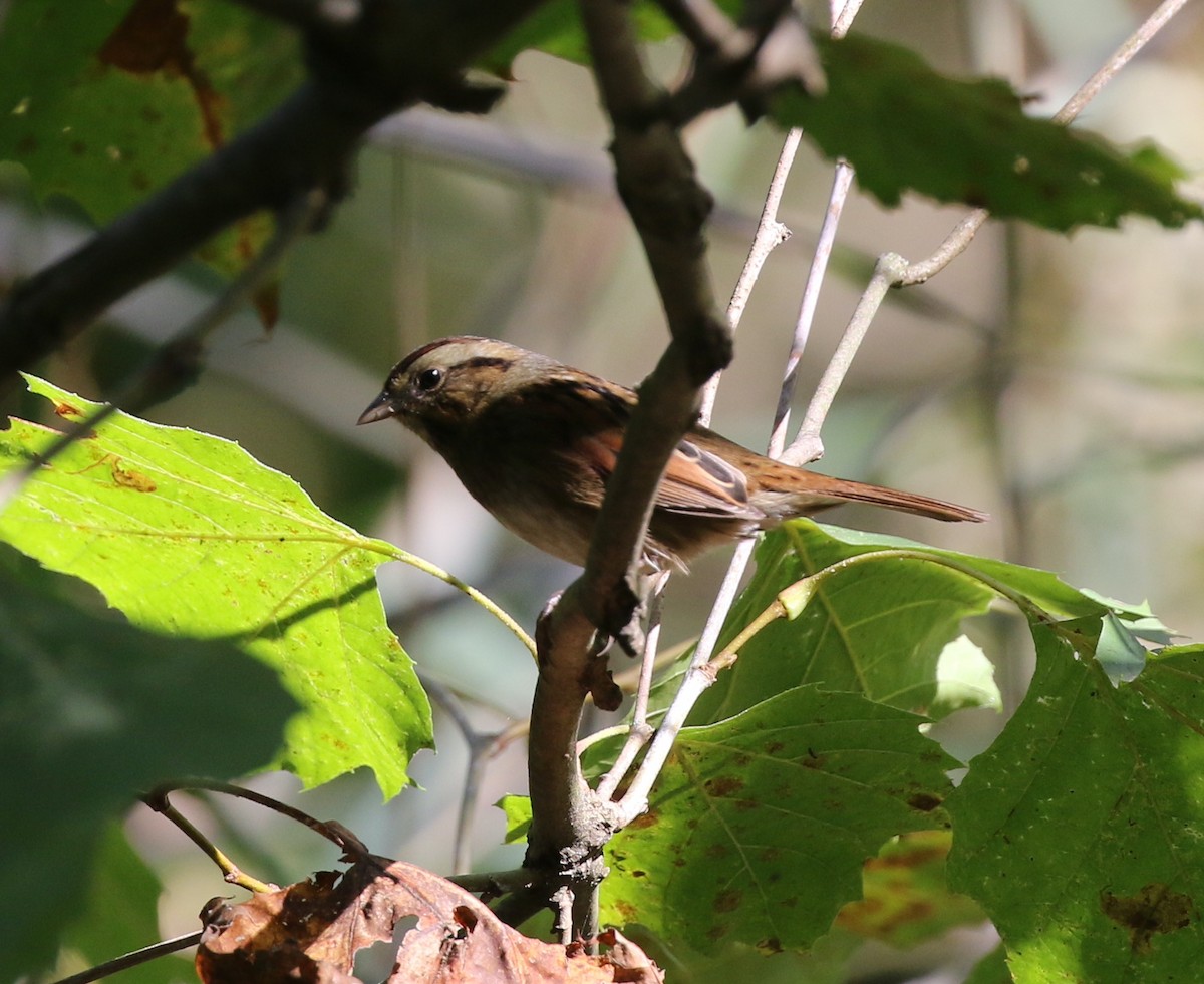 Swamp Sparrow - ML624350097