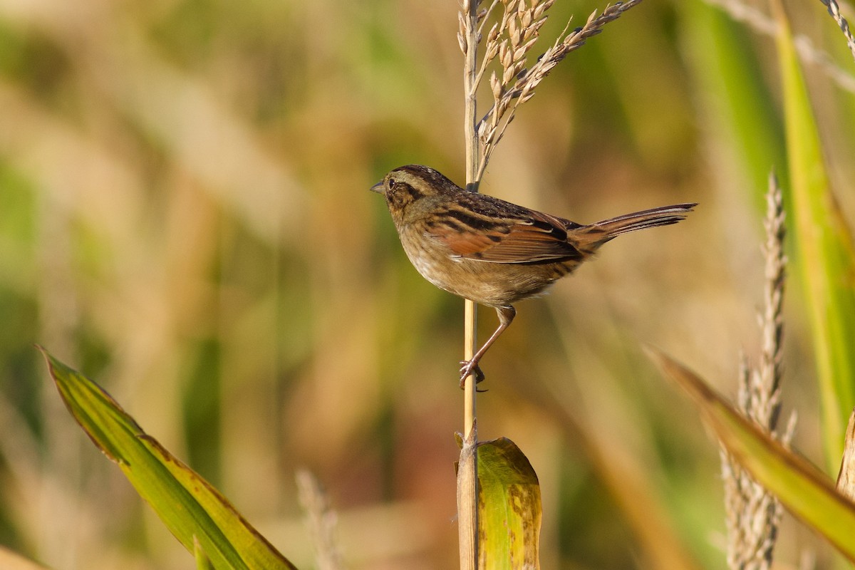 Swamp Sparrow - ML624350107