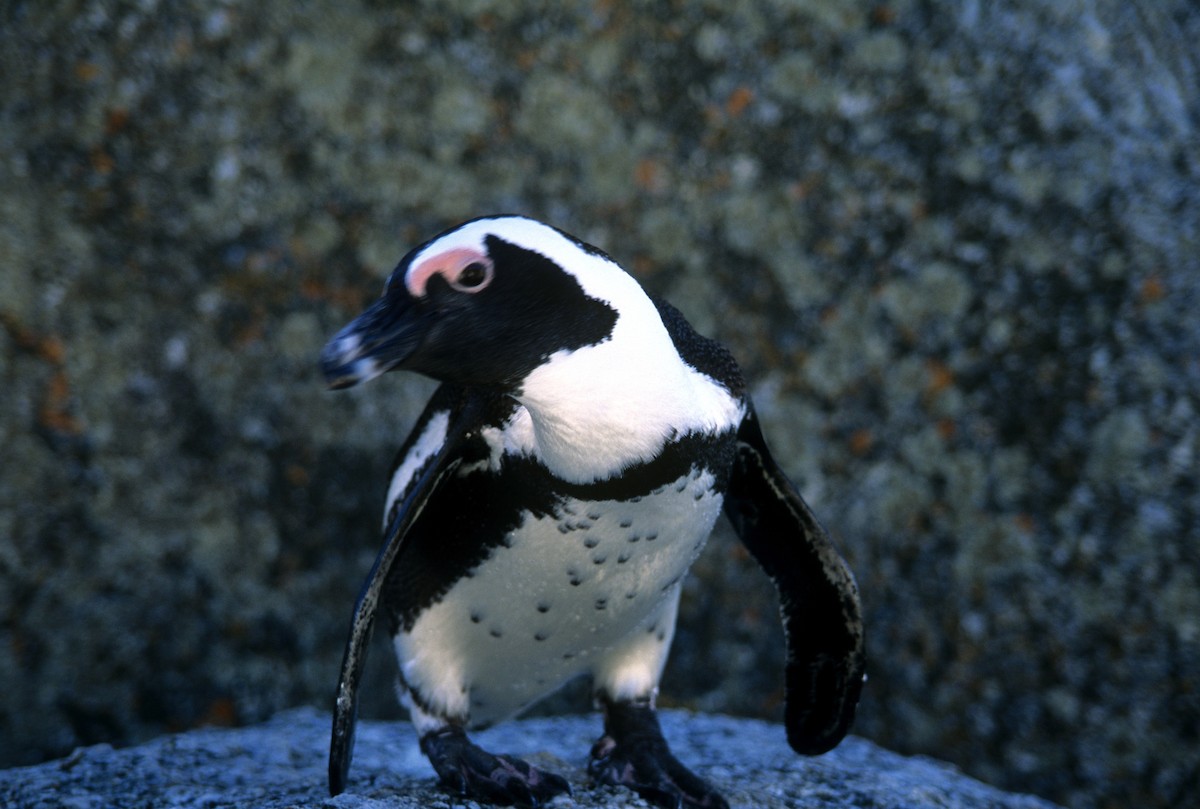 African Penguin - ML624350109