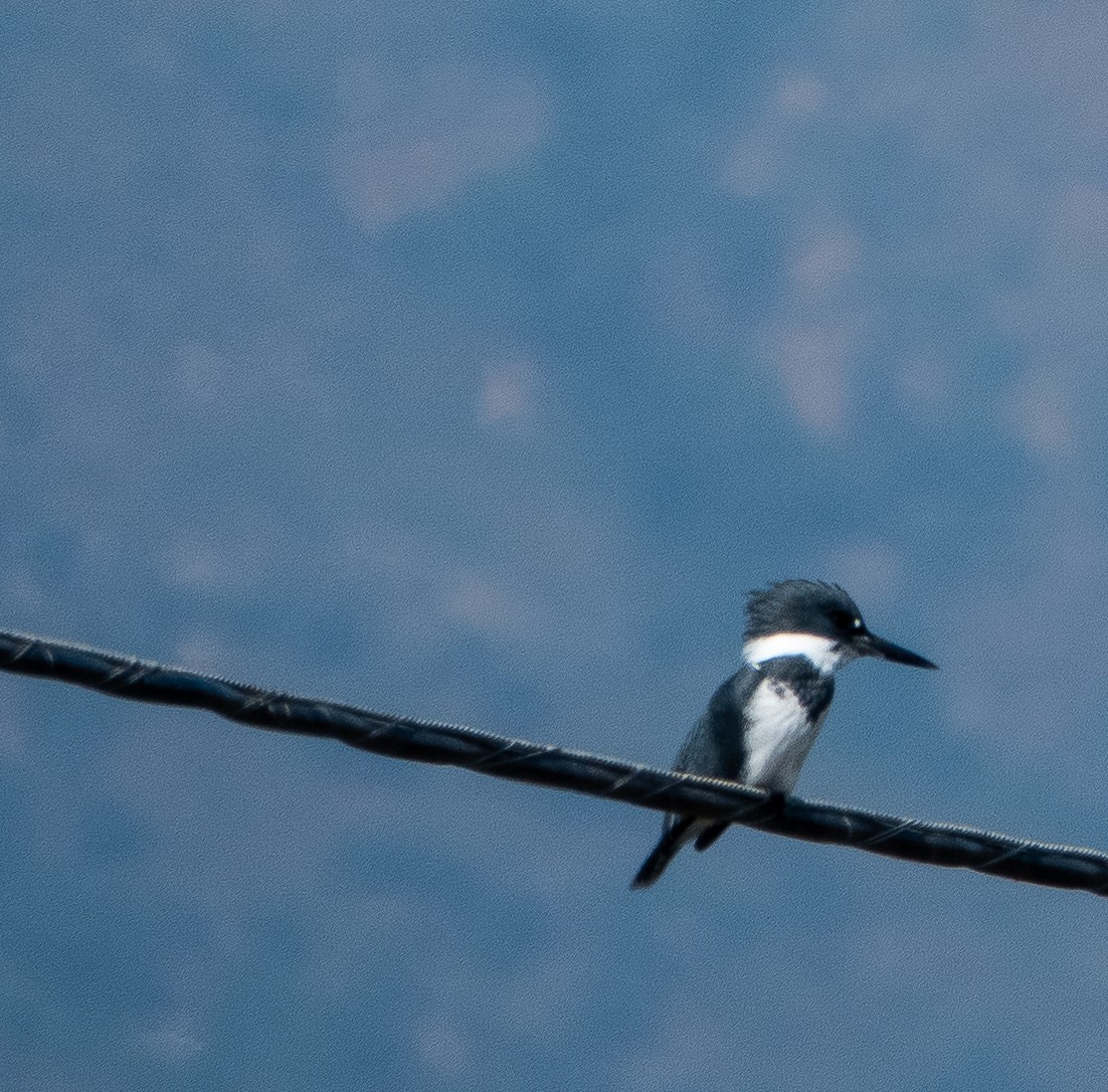 Belted Kingfisher - Betsy Mooney