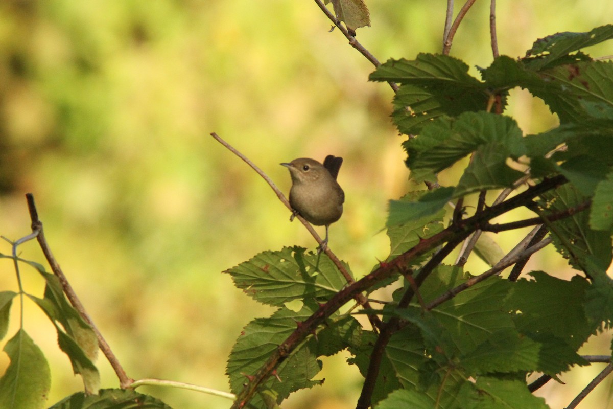 House Wren - ML624350112