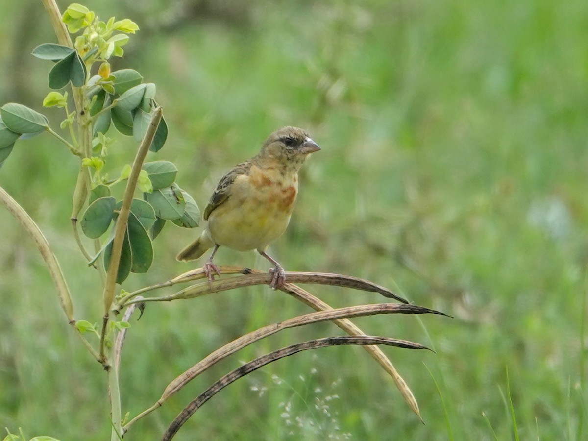 Golden-backed Weaver - ML624350143