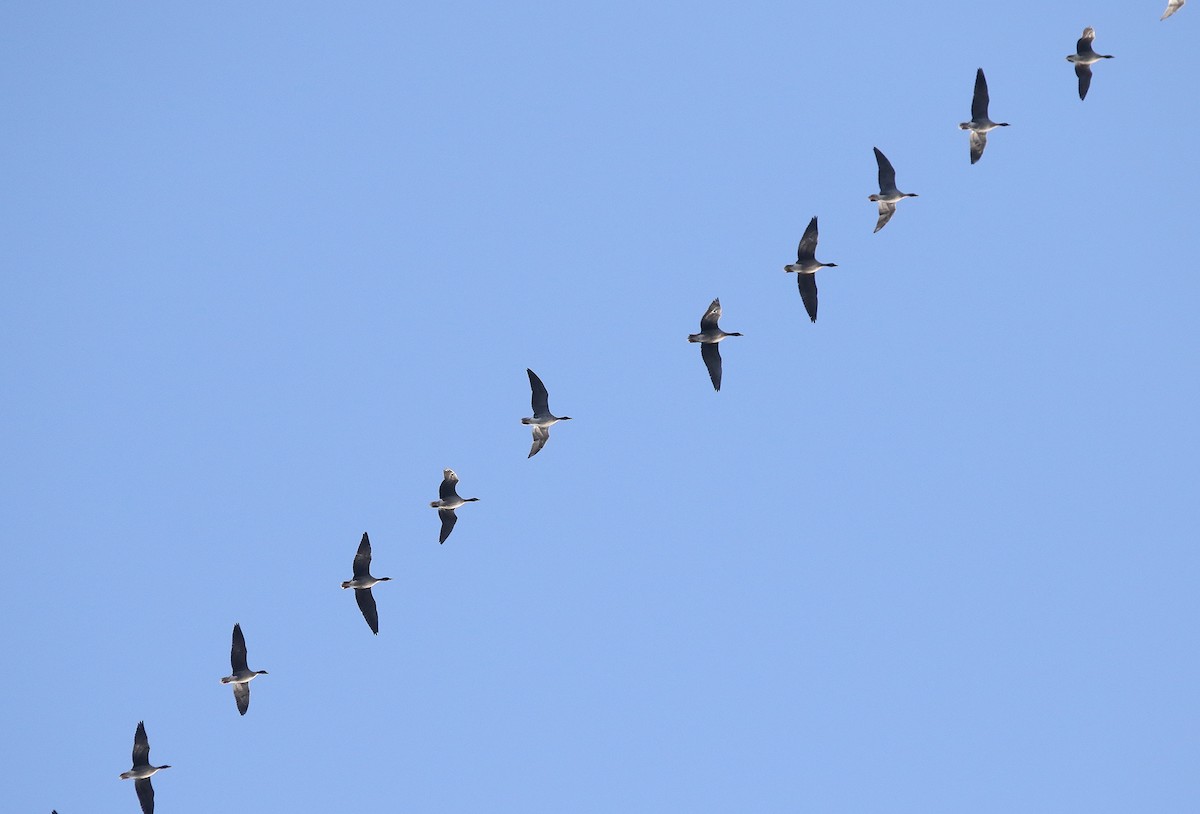 Pink-footed Goose - ML624350185