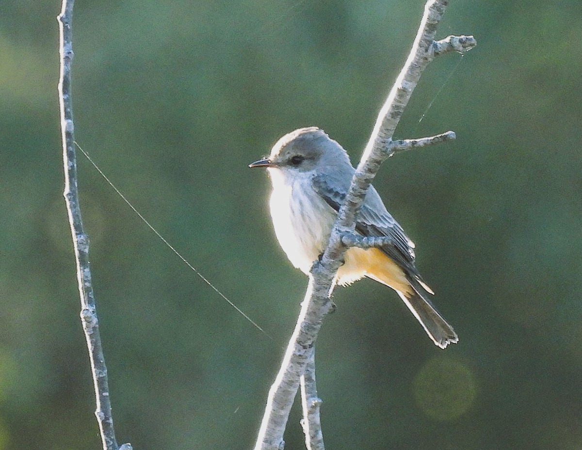 Mosquero Cardenal - ML624350217