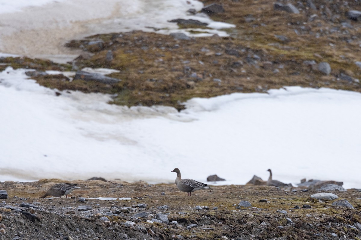 Pink-footed Goose - ML624350231