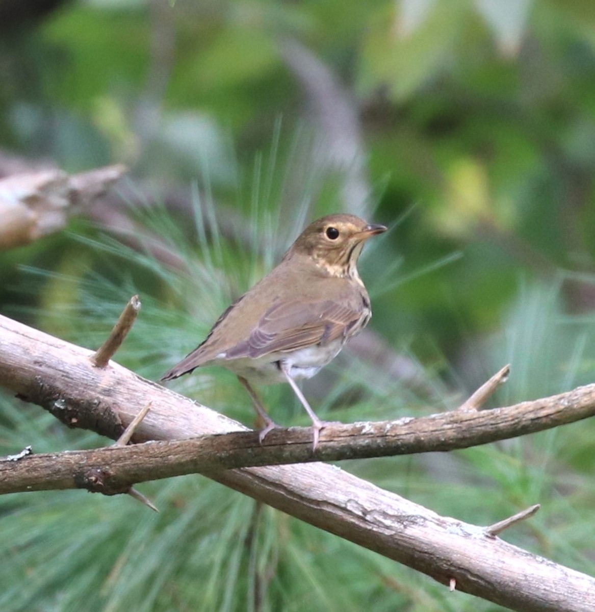 Swainson's Thrush - Herbert King