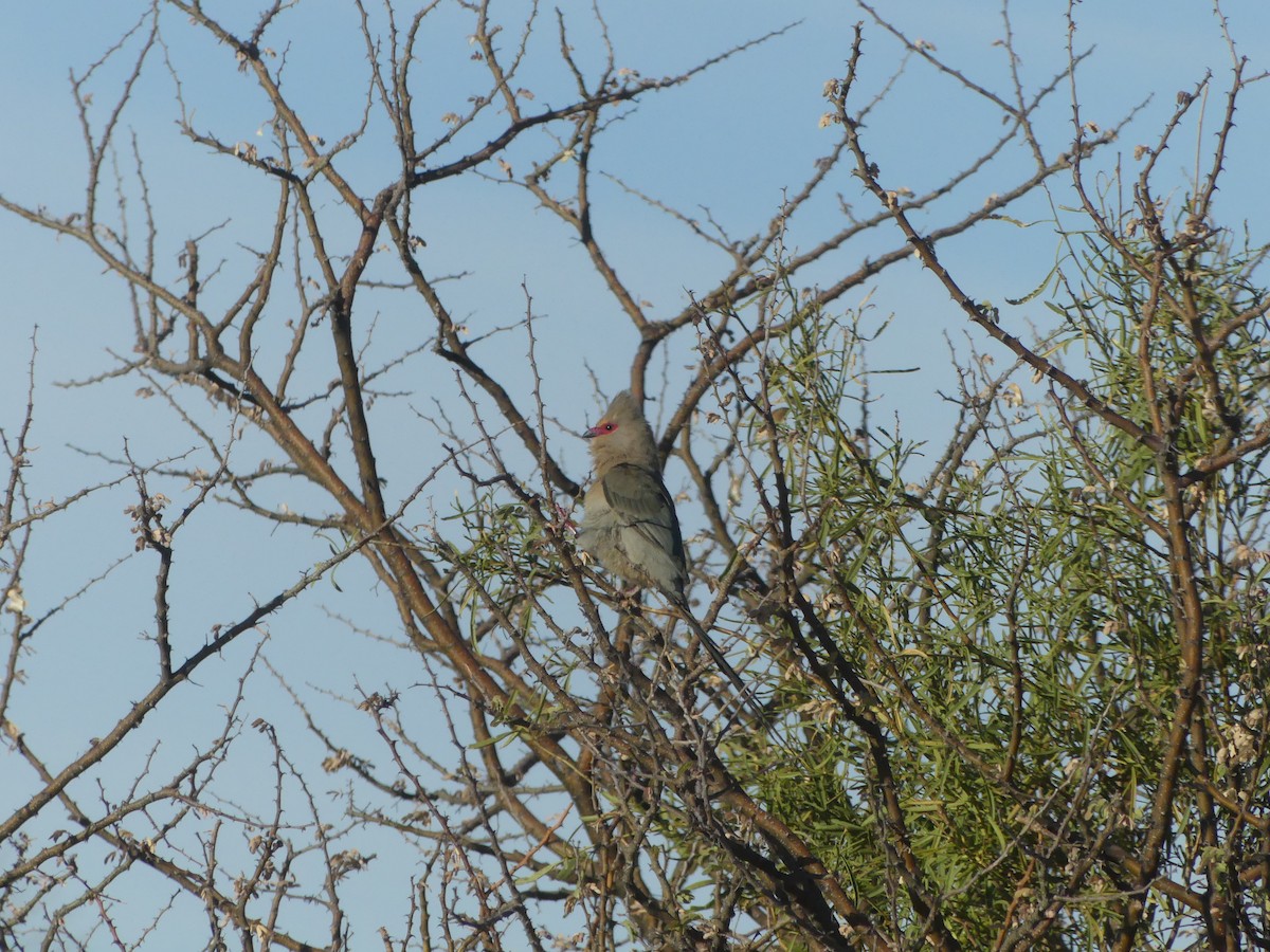 Red-faced Mousebird - ML624350402