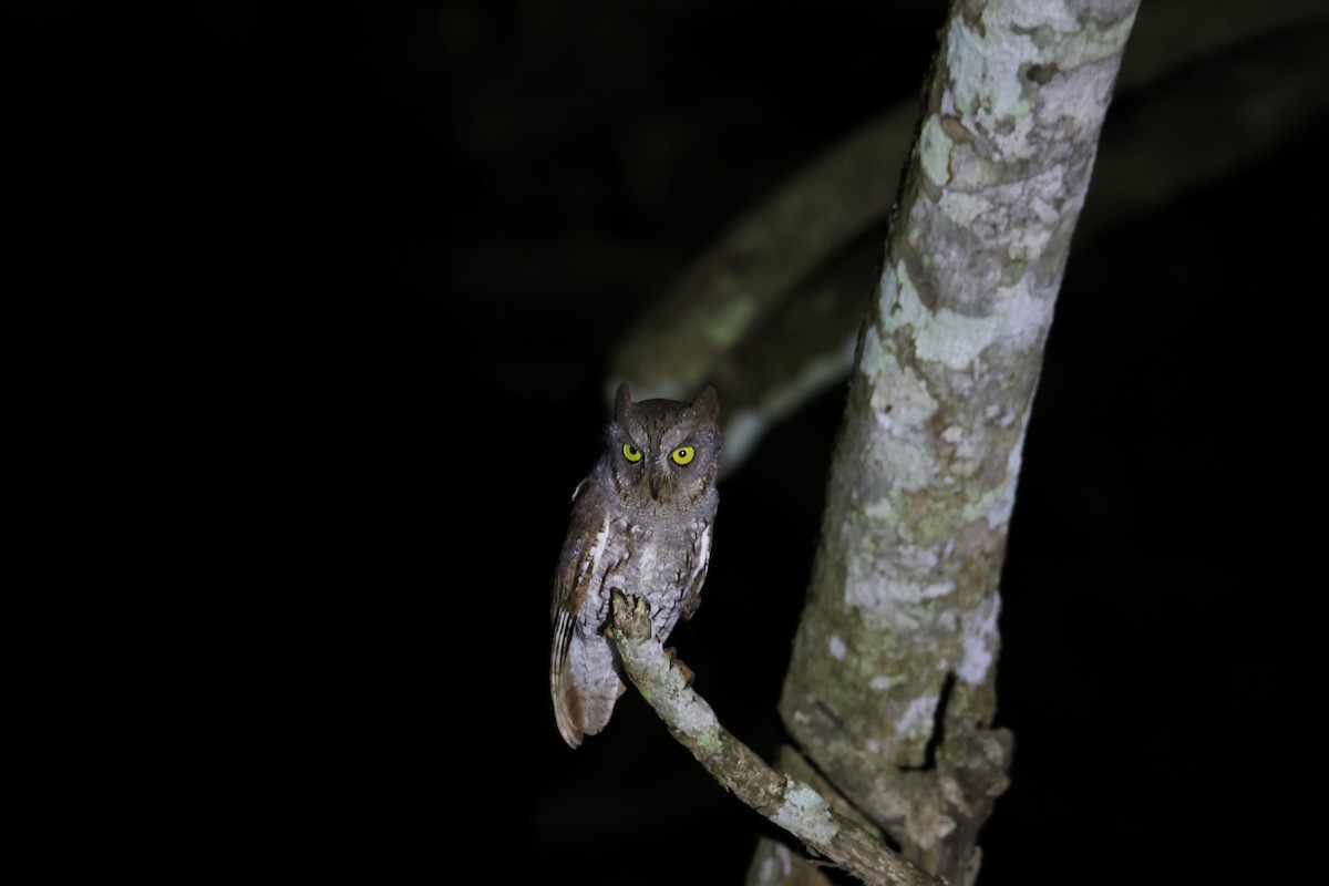 Oriental Scops-Owl - ML624350493