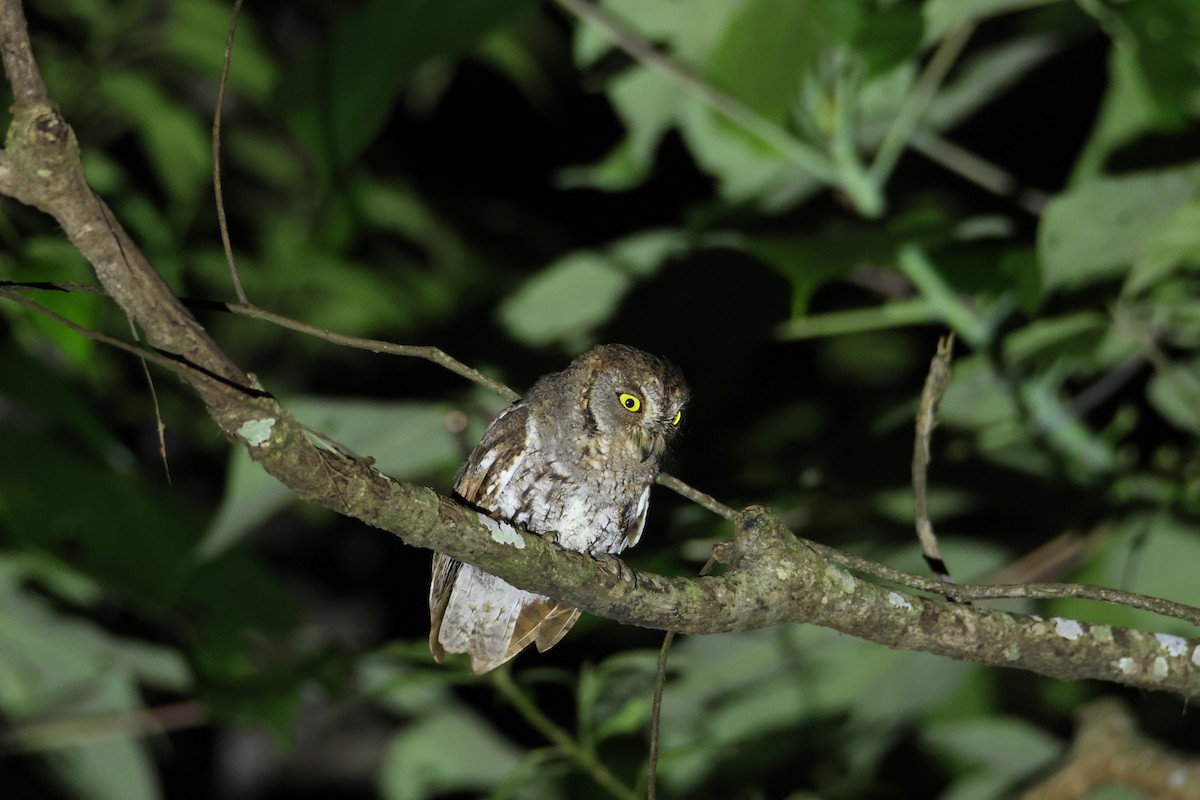 Oriental Scops-Owl - ML624350494