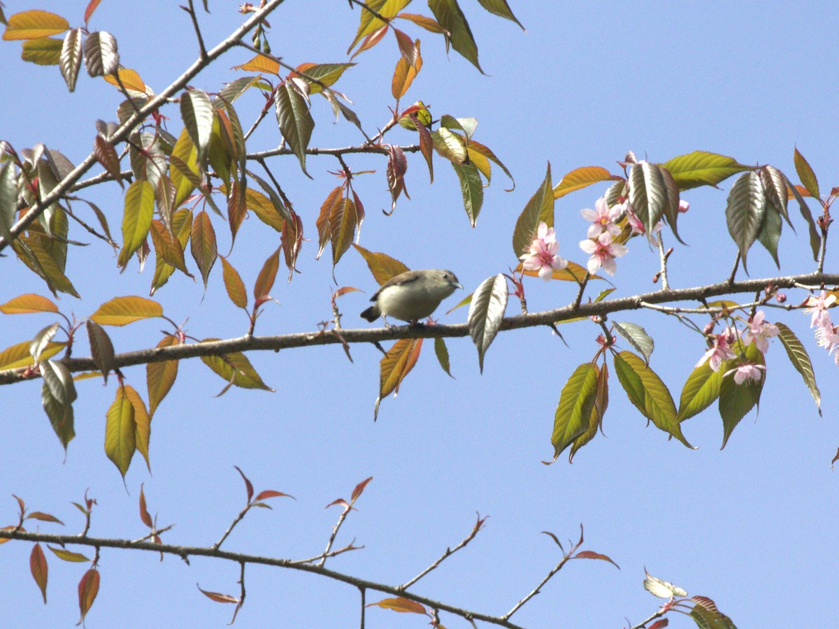 Thick-billed Flowerpecker - ML624350617