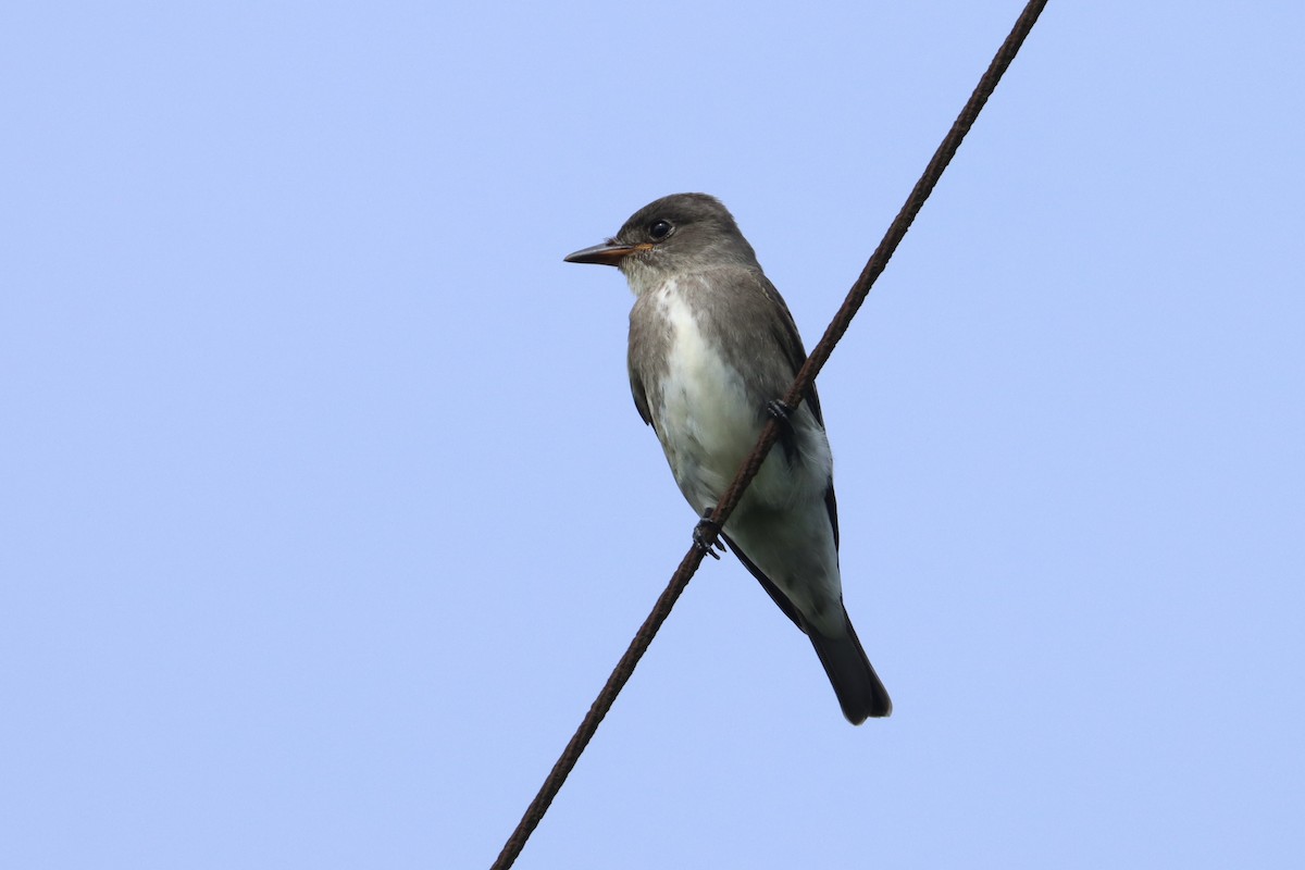 Olive-sided Flycatcher - ML624350627