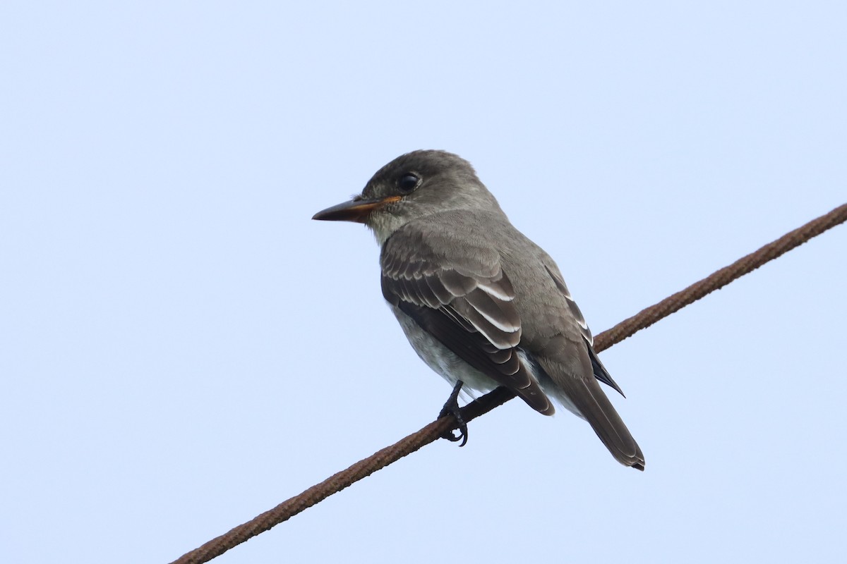 Olive-sided Flycatcher - ML624350646