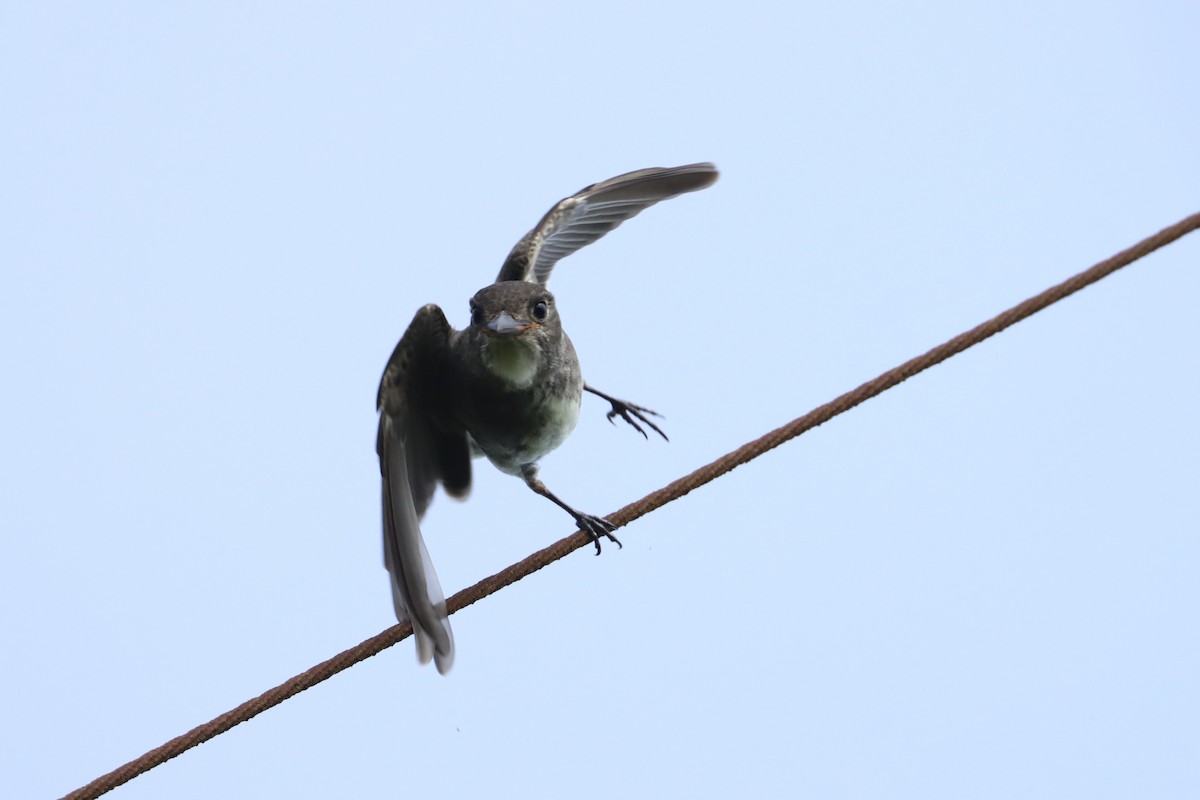 Olive-sided Flycatcher - ML624350654